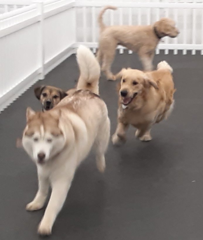 walkmypaws's tweet photo. #happypup #newburydogwalker #newburydoggyplaycare #newburydogs https://t.co/umZMHbFBbP