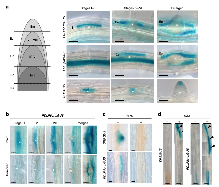 YvonJaillais's tweet photo. Lots of interesting papers coming out on lateral root emergence:

"Auxin-dependent control of a plasmodesmal regulator creates a negative feedback loop modulating lateral root emergence" @NatureComms 

#plasmodesmata #auxin #lateralroot

https://t.co/TIPU400LbG https://t.co/UePKLL0l7j