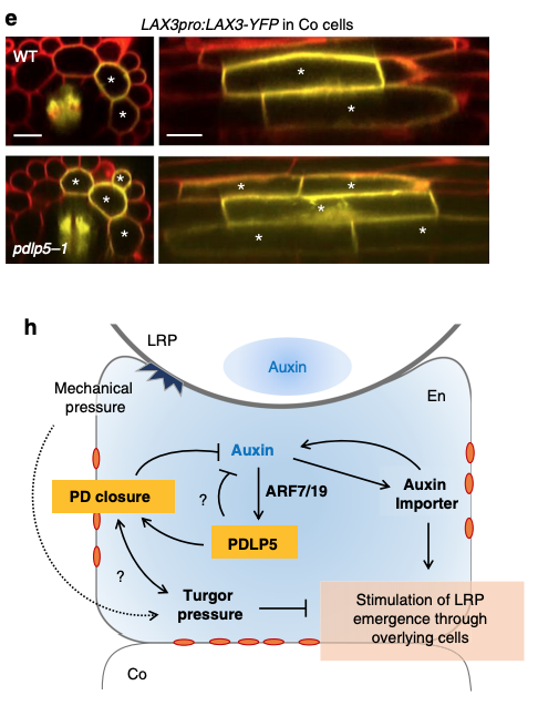 YvonJaillais's tweet photo. Lots of interesting papers coming out on lateral root emergence:

"Auxin-dependent control of a plasmodesmal regulator creates a negative feedback loop modulating lateral root emergence" @NatureComms 

#plasmodesmata #auxin #lateralroot

https://t.co/TIPU400LbG https://t.co/UePKLL0l7j
