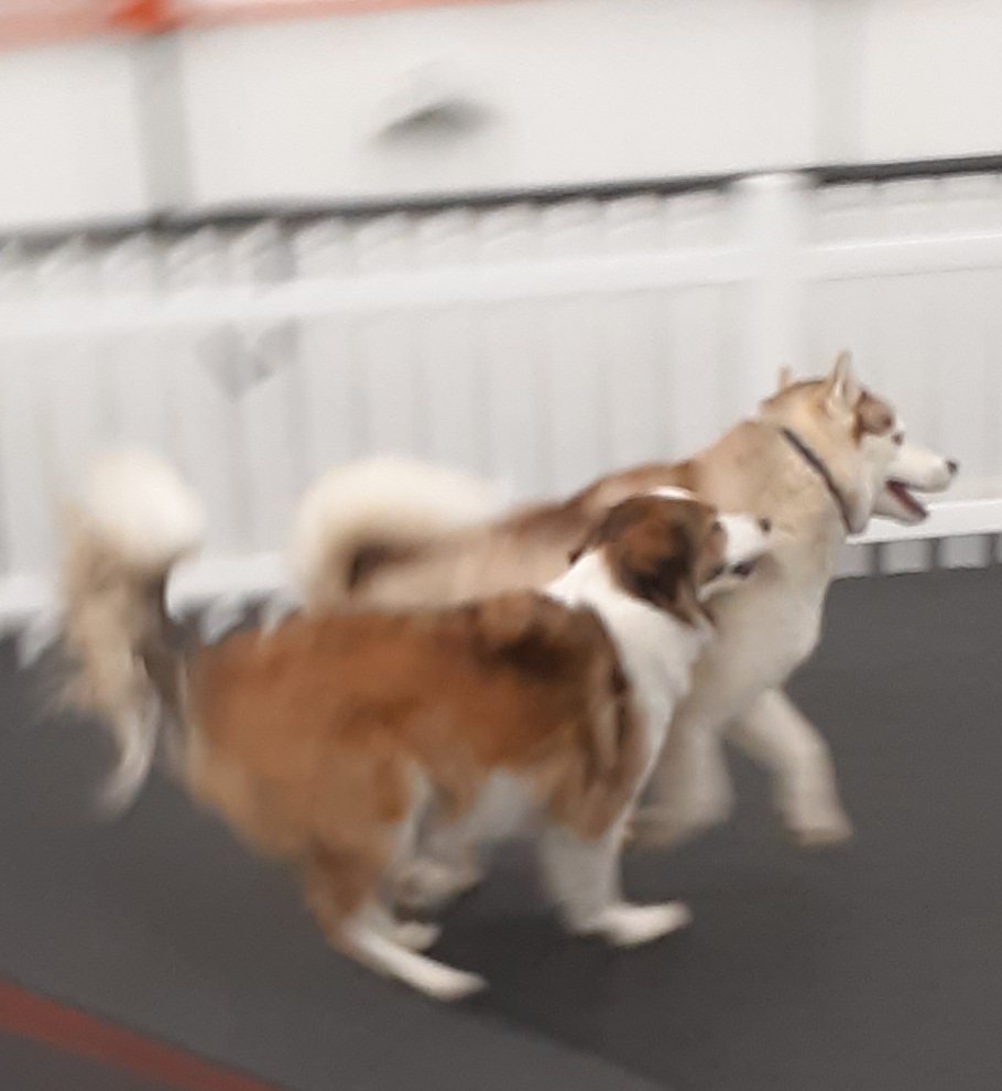walkmypaws's tweet photo. #rowleydoggyplaycare #rowleydogs https://t.co/4dTpFKt9tF