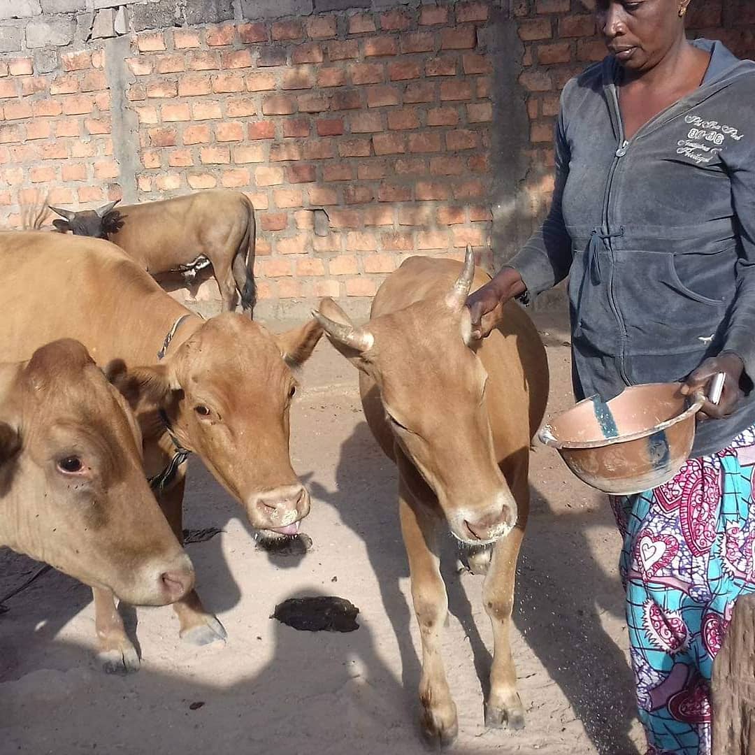 LiberiaAnimal's tweet photo. Freedom from hunger and thirst is one of the fundamental welfare needs of animals. Our team in Guinea is working with the owners of animals to provide the needed balanced diets for their animals. Visit and donate through https://t.co/r6A9R1DB7q
#WorkingAnimalsMatter #Donkeys https://t.co/I2VjLeTwCi