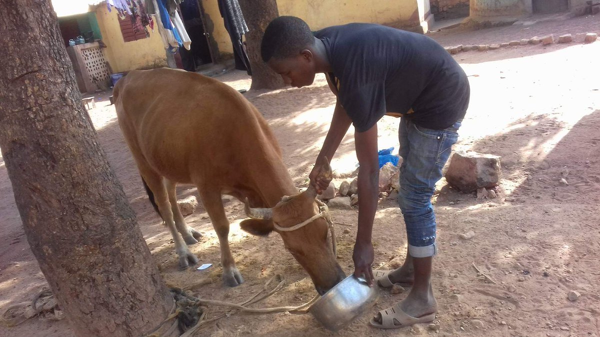 LiberiaAnimal's tweet photo. Freedom from hunger and thirst is one of the fundamental welfare needs of animals. Our team in Guinea is working with the owners of animals to provide the needed balanced diets for their animals. Visit and donate through https://t.co/r6A9R1DB7q
#WorkingAnimalsMatter #Donkeys https://t.co/I2VjLeTwCi