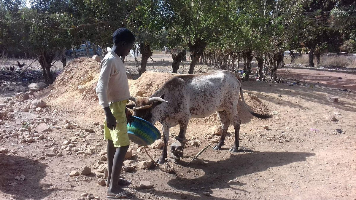 LiberiaAnimal's tweet photo. Freedom from hunger and thirst is one of the fundamental welfare needs of animals. Our team in Guinea is working with the owners of animals to provide the needed balanced diets for their animals. Visit and donate through https://t.co/r6A9R1DB7q
#WorkingAnimalsMatter #Donkeys https://t.co/I2VjLeTwCi