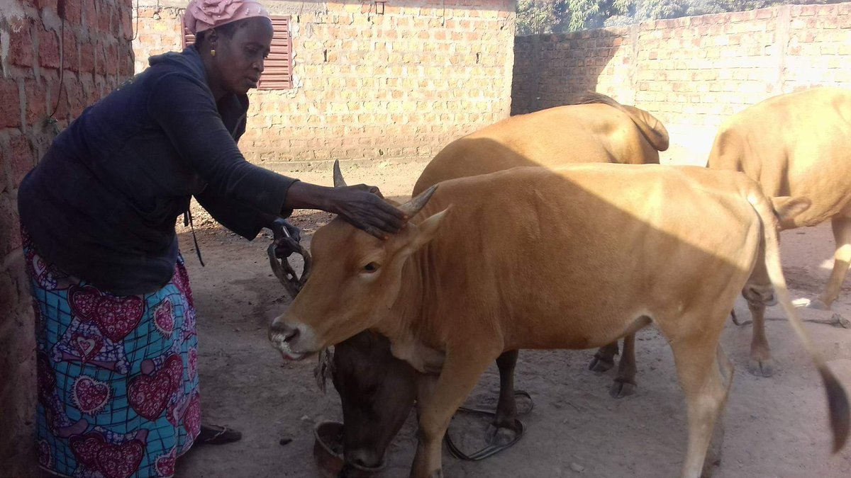 LiberiaAnimal's tweet photo. Freedom from hunger and thirst is one of the fundamental welfare needs of animals. Our team in Guinea is working with the owners of animals to provide the needed balanced diets for their animals. Visit and donate through https://t.co/r6A9R1DB7q
#WorkingAnimalsMatter #Donkeys https://t.co/I2VjLeTwCi