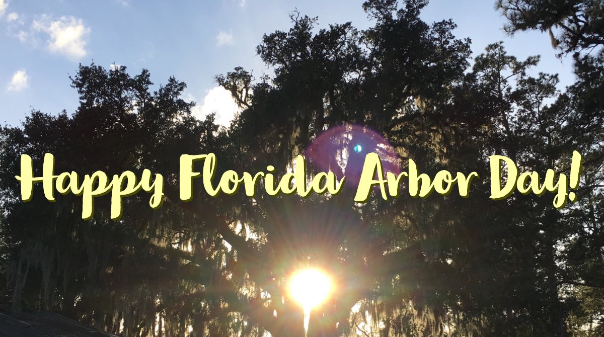 Sunlight coming through the branches of a huge live oak