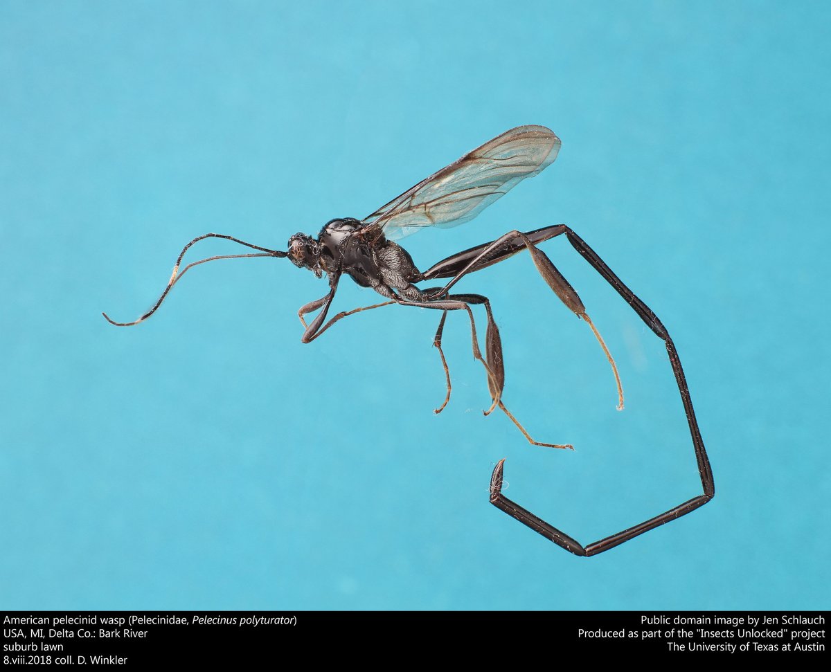 The amazing Pelecinus wasp. Public domain photo by @SchlauchJen.