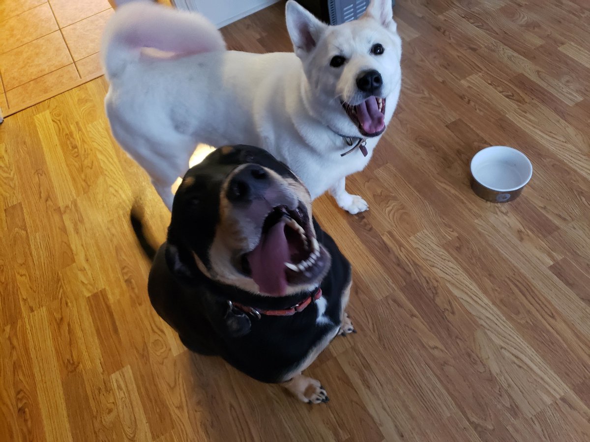Nexillus's tweet image. We are a couple stream that are Husband and Wife.
We play a variety of games from solo's, MMOs, MOBAs and FPS. 
Our furry family of Cray (Rotty/German Shepard), Okami (American Akita Inu) and Joey (Beagle Mix) joins every stream!
mixer.com/RedNtheWolf