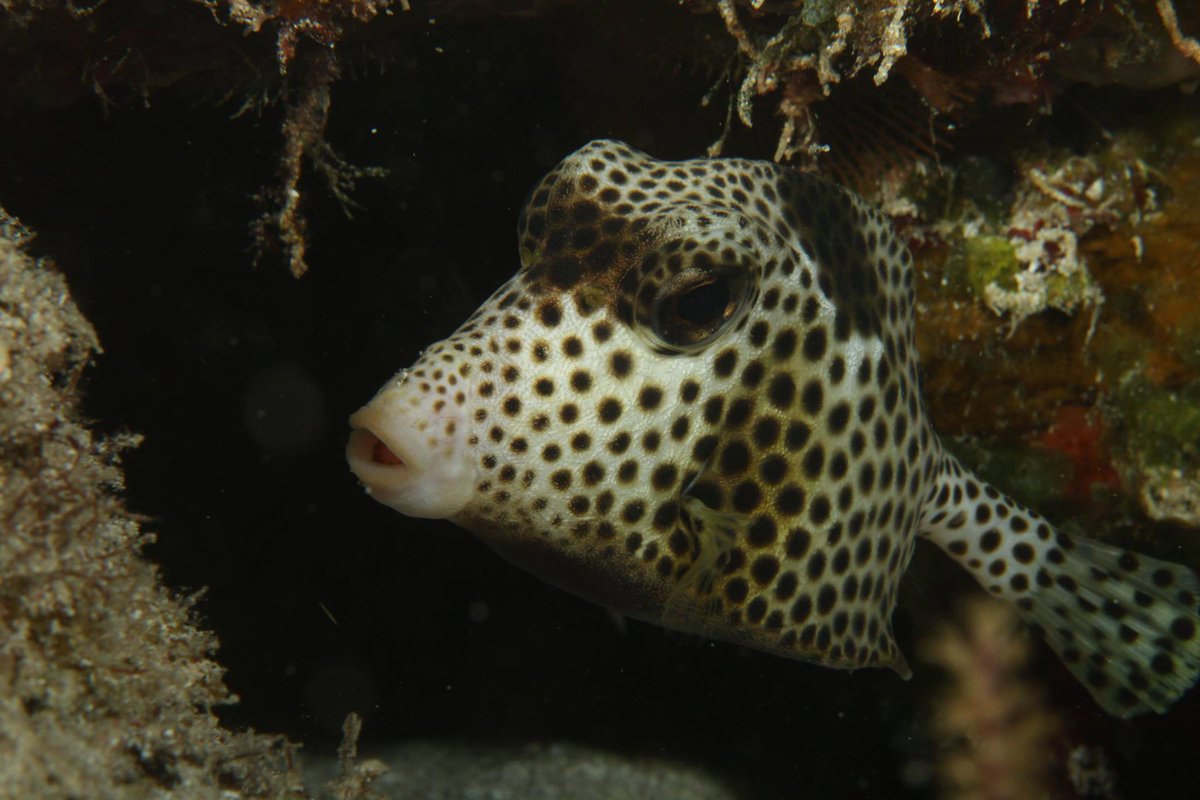 Spotted! Name that fish 👀

Comment your answer below.