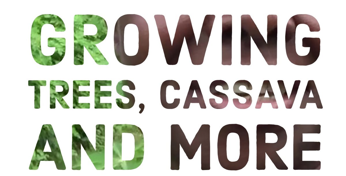 Creativegardenr's tweet photo. Growing some of the trees in the garden and Cassava which takes around 7 months to grow. @creativegardenr https://t.co/P6C4VBO6Lc
#Garden #creativegarden #creativegardenr #cassava #trees #growingtrees #tropical #beautifulgarden #creativegardening #gardenersofinstagram https://t.co/QcNO1MnFQZ