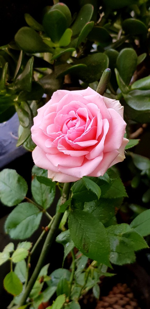 Glo_SuLu's tweet photo. Mi hermosa Rosa!
Mucho cuidado y Amor!
#Amor
#Flores
#MiniRosas
@cristobalreus
@EspinosaMeteo
@RedMeteoA
@Clau51781660
@redgeminis
@meteochile_dmc
@TiempoCauquenes
@WeatherStgoRM
@vigilantecosta
@QuilpueMeteo
@Cp_Quintero
@meteoredcl
@EmergenciaRCHE
@Off_Valpo https://t.co/tWeZ2vRKgC