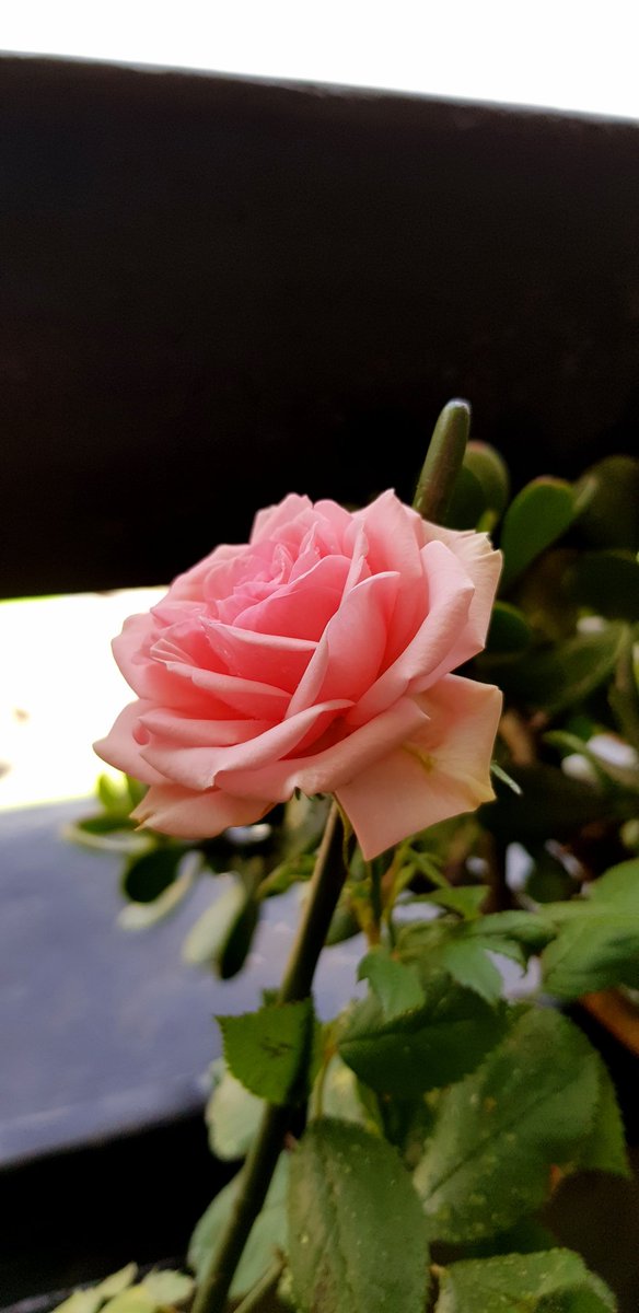 Glo_SuLu's tweet photo. Mi hermosa Rosa!
Mucho cuidado y Amor!
#Amor
#Flores
#MiniRosas
@cristobalreus
@EspinosaMeteo
@RedMeteoA
@Clau51781660
@redgeminis
@meteochile_dmc
@TiempoCauquenes
@WeatherStgoRM
@vigilantecosta
@QuilpueMeteo
@Cp_Quintero
@meteoredcl
@EmergenciaRCHE
@Off_Valpo https://t.co/tWeZ2vRKgC