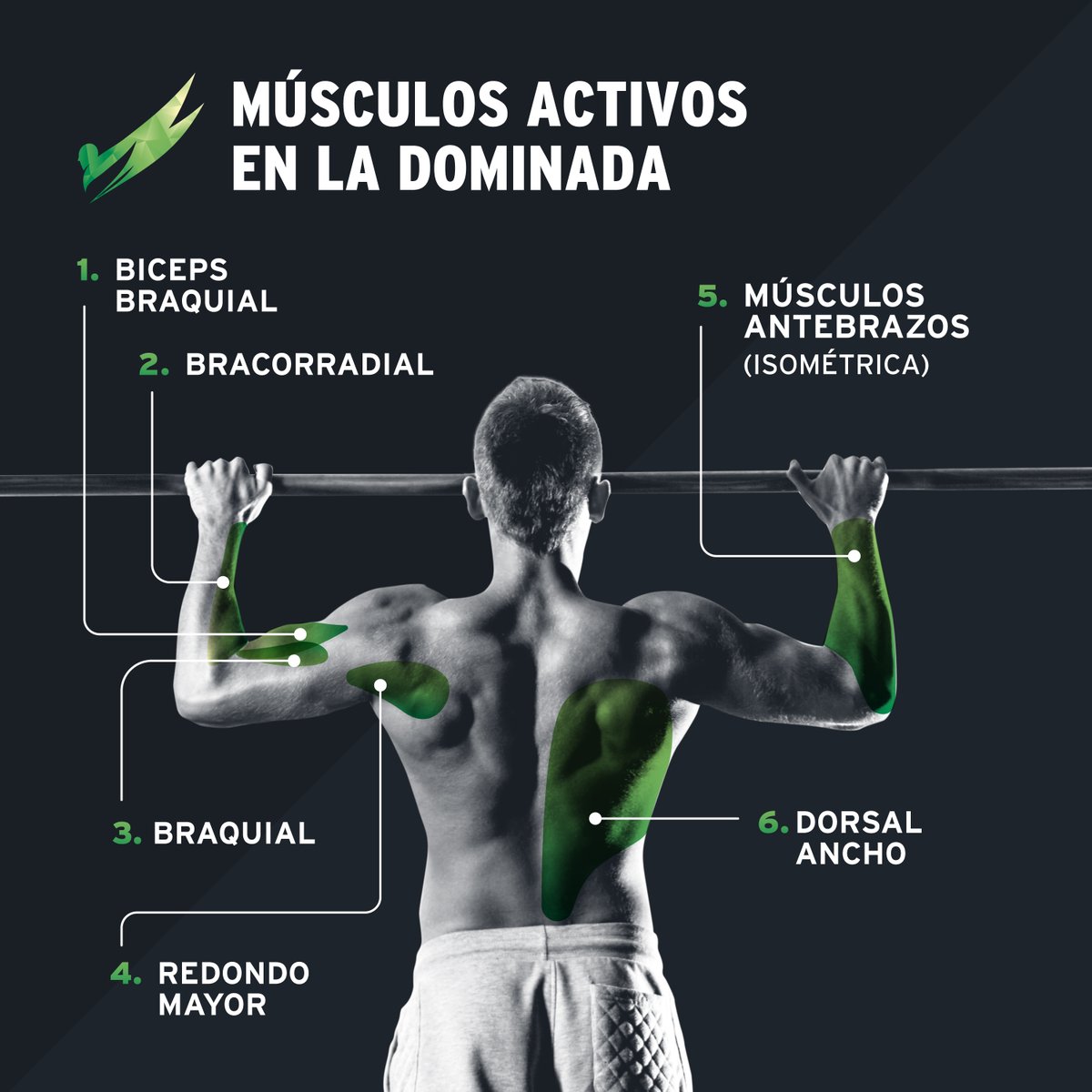 💪 Músculos activos en la dominada 💪
.
.
.
.
.
#orthosformacion #musculos #escuelafitness #infografia #fitness