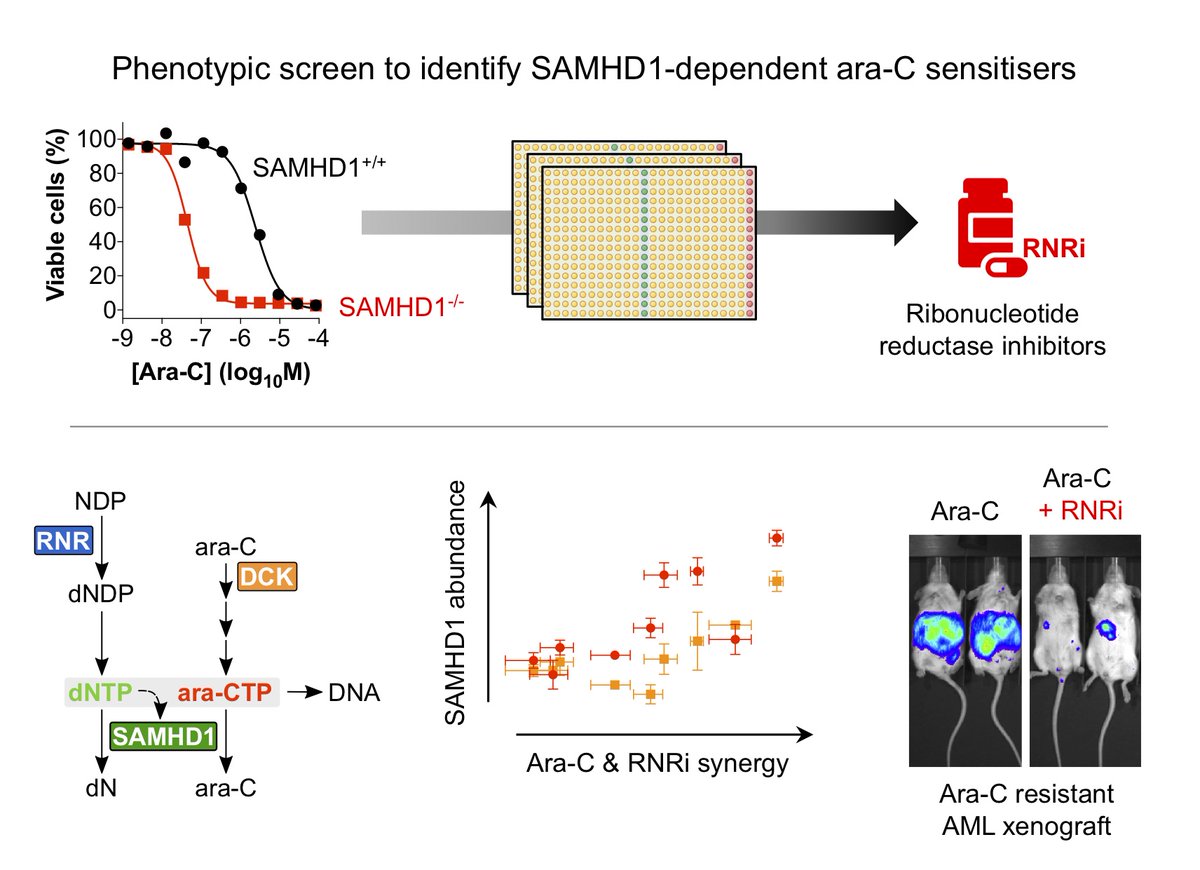 Excited to share our story out today in  @EmboMolMed - we used a phenotypic screen to identify a clinically ready strategy to overcome a drug resistance barrier responsible for worse survival in AML https://www.embopress.org/doi/10.15252/emmm.201910419cc  @scilifelab  @karolinskainst  @KarolinskaUnsju thread