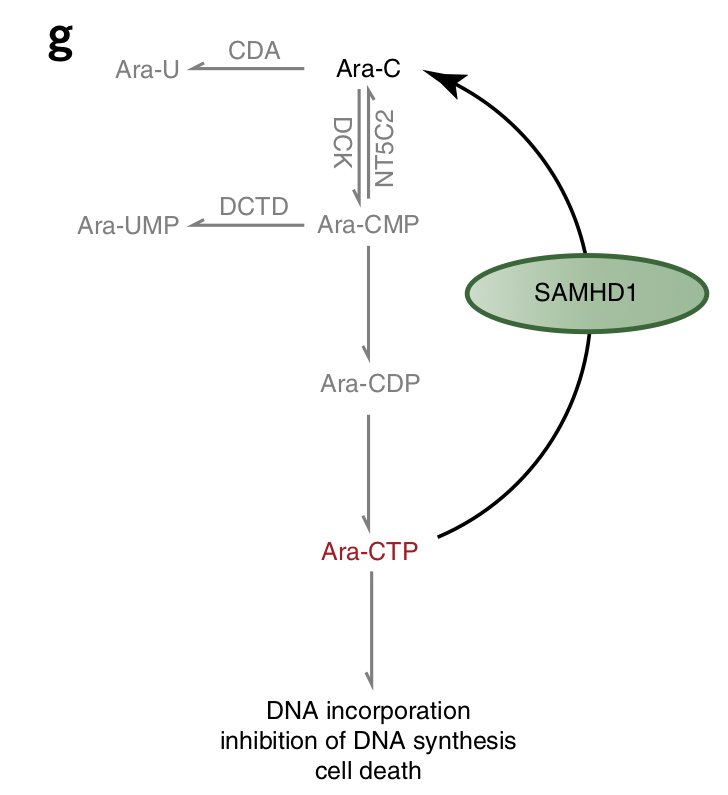 Basically, SAMHD1 chews up the active metabolite of cytarabine, ara-CTP, converting it back to its inactive prodrug form. We thus reasoned that inactivating SAMHD1 is a good strategy to improve treatment outcome in AML…