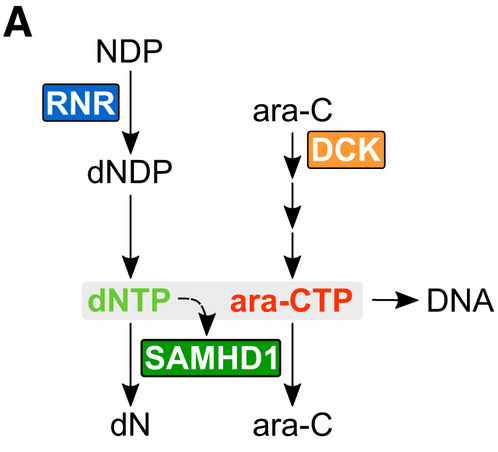 We speculated it could be via inhibition of a known target of dF-dC, ribonucleotide reductase (RNR). RNR is a key enzyme in dNTP biosynthesis and dNTPs (in addition to being SAMHD1 substrates) are required to allosterically activate the ara-CTPase activity of SAMHD1…