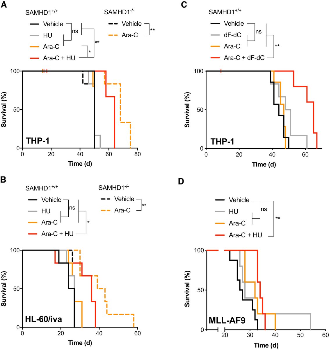 We also evaluated this combination in vivo, such as in a mouse AML model that is fairly resistant to ara-C owing to high SAMHD1 expression, and addition of an RNRi can overcome this barrier to ara-C efficacy without increasing toxicity
