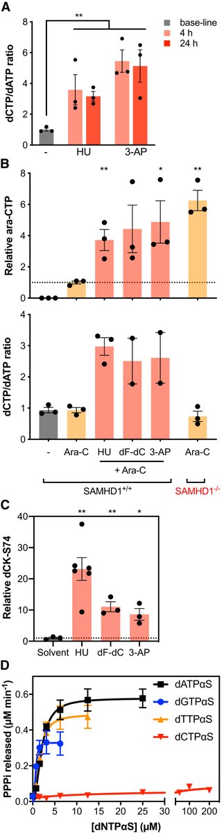 Working more to define the model, we show dNTP pool imbalances as a result of RNR inhibition could potentially perturb allosteric activation of SAMHD1 and thus reduce the ara-CTPase activity