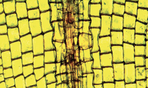 Publi_MNHN's tweet photo. #Cryptogamie : New Pottiaceae genera to the moss flora of Saudi Arabia and the Arabian Peninsula
https://t.co/8pXwRGTgqd
Mai A. TAHA, Hanaa M. SHABBARA & Manal M. ASEERI
#bryology #flora #moss #botany #plant #Pottiaceae #bryophytes #openaccess #SaudiArabian https://t.co/XIiyGPhCqh