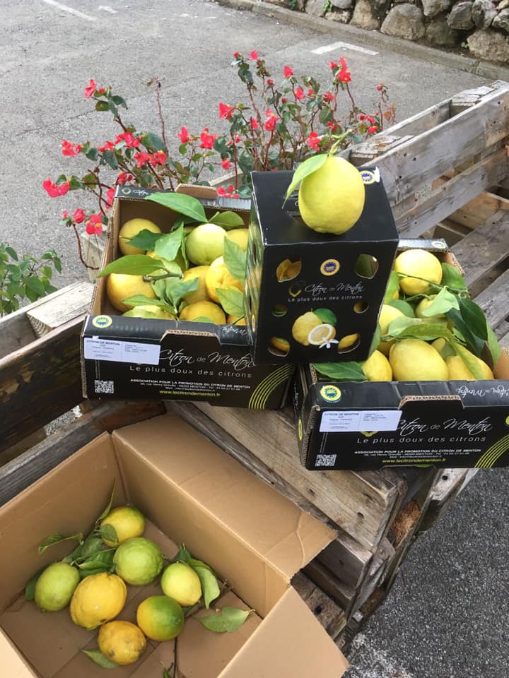 🍋 Comment reconnaître les véritables Citrons de #Menton IGP ?Les citrons doivent être présentés dans un colis officiel mentionnant Citron de Menton IGP, ET UN NUMÉRO DE LOT !!! Ainsi que le logo IGP. 

⬇ LISTE DES PRODUCTEURS ⬇
lecitrondementon.org/Producteurs-ci…