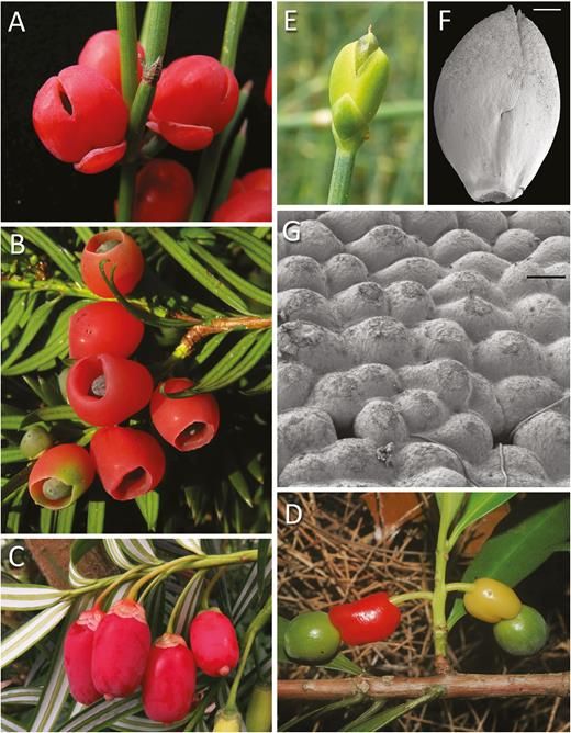 JXBot's tweet photo. #FloweringNewsletterReview: Colourful cones: how did flower colour first evolve? by Paula Rudall
#anthocyanin #conicalcells #flowercolour https://t.co/rYDcFqbNs2