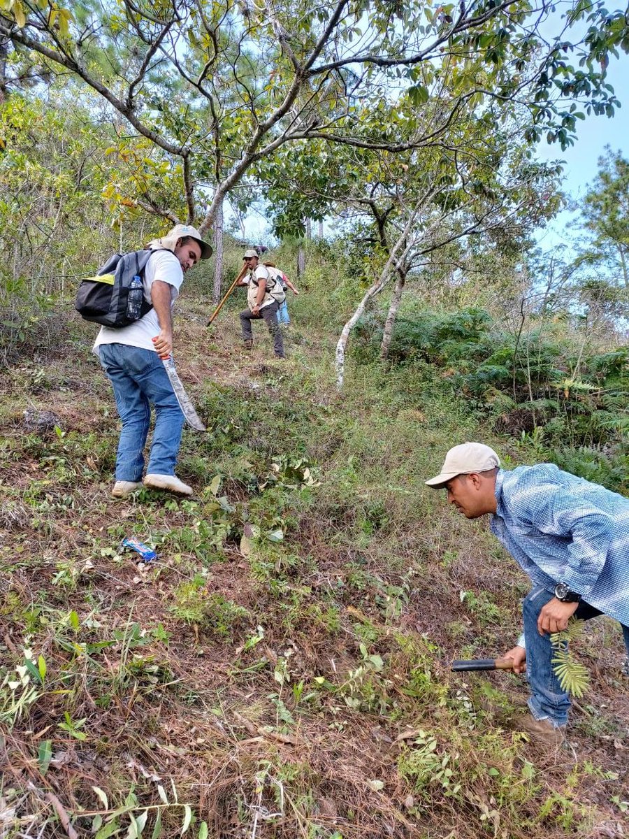 CONAPgt's tweet image. #ConapOriente
Personal técnico y guardarrecursos brindan mantenimiento a brechas #CortaFuego ya que reducen su propagación y en consecuencia minimiza considerablemente los daños a la vegetación, así mismo sirven para establecer estrategias para el control de #IncendiosForestales.