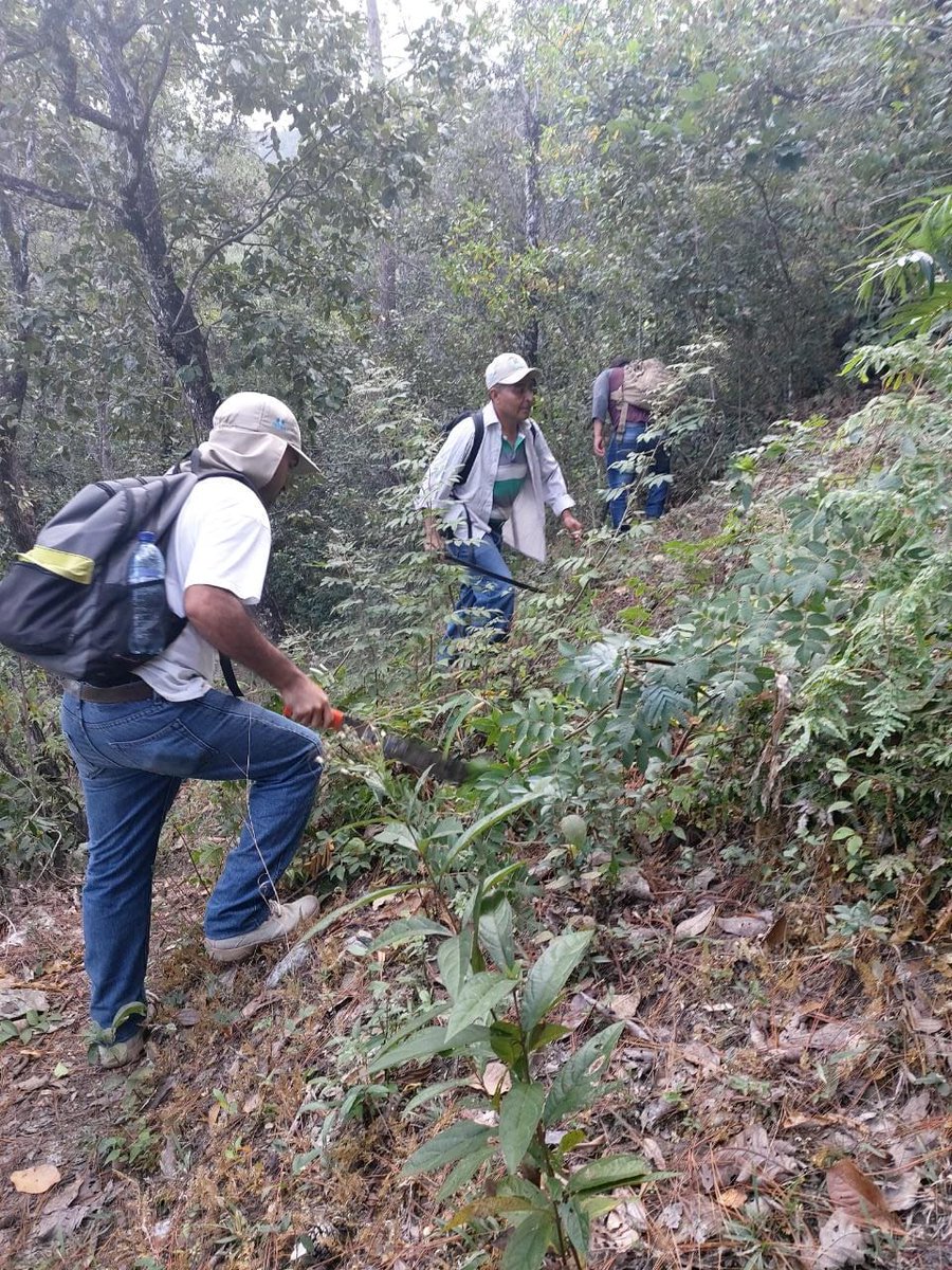 CONAPgt's tweet image. #ConapOriente
Personal técnico y guardarrecursos brindan mantenimiento a brechas #CortaFuego ya que reducen su propagación y en consecuencia minimiza considerablemente los daños a la vegetación, así mismo sirven para establecer estrategias para el control de #IncendiosForestales.