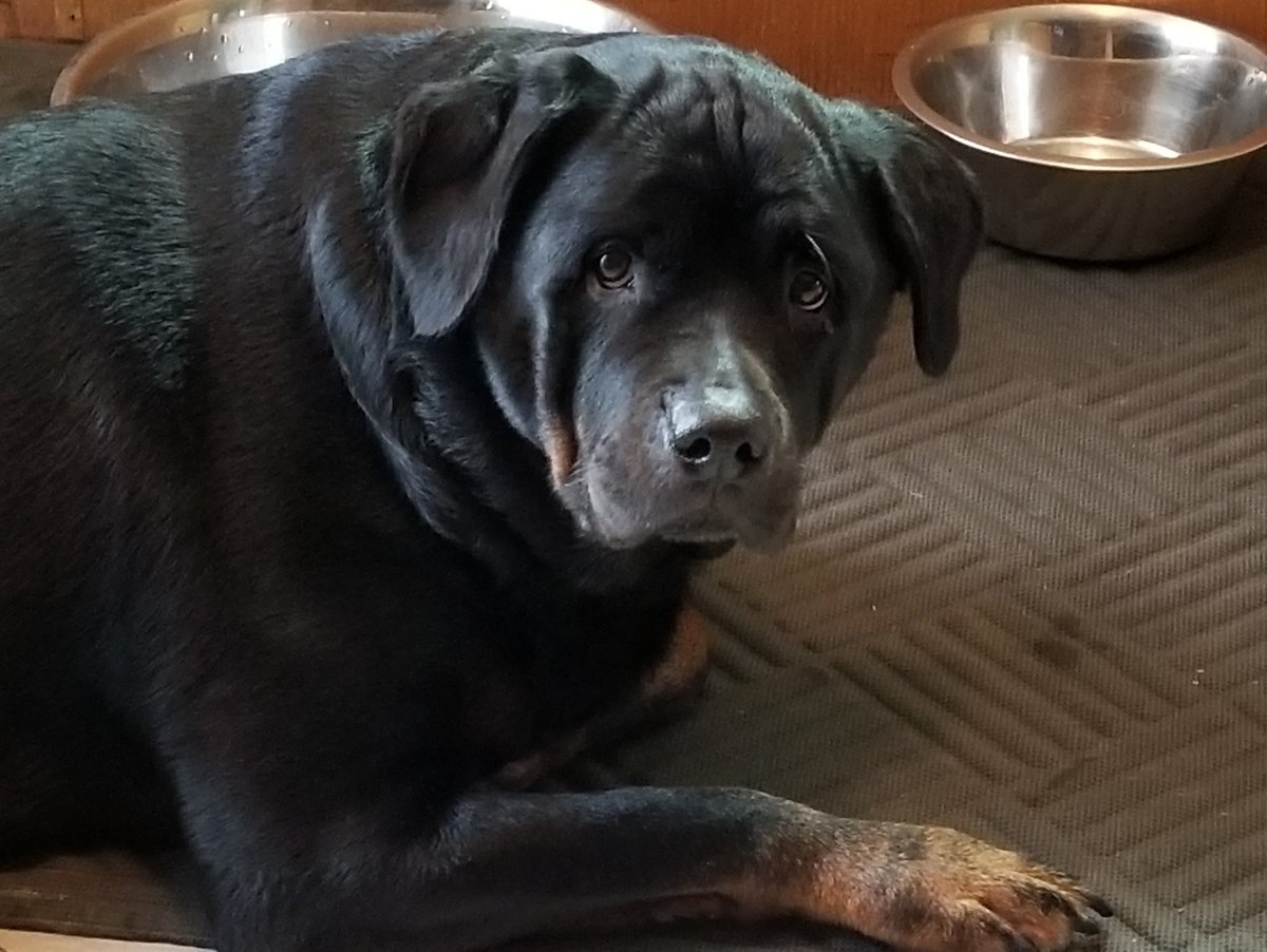 GirlsRotti's tweet photo. #FridayThoughts
U mean I have 2 wait how many hours 2 eat again??????????
Seriously?????????
#AlwaysStarving https://t.co/ZFDgDI7CoI
