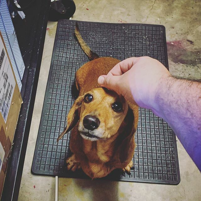 aaronazz's tweet image. Well hello there Mango.  #bitchesgetscritches #dachshund #dachshundsofinstagram ift.tt/2R0Mb6e