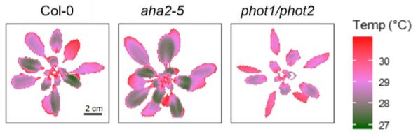 PlantPhys's tweet image. Guard cells integrate light and temperature signals to control stomatal aperture #SignallingAndResponse #Stomata #AbioticStress #PlantBiology doi.org/10.1104/pp.19.…
