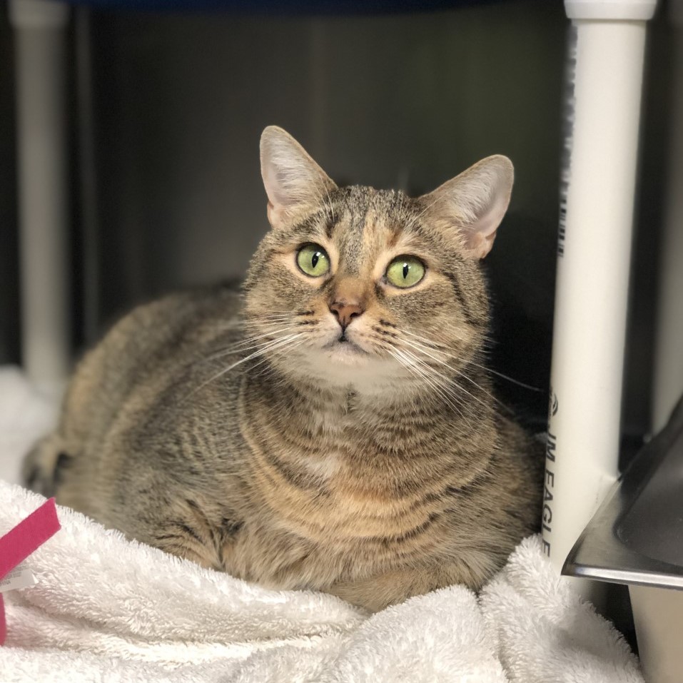 Humane Rescue tweet media