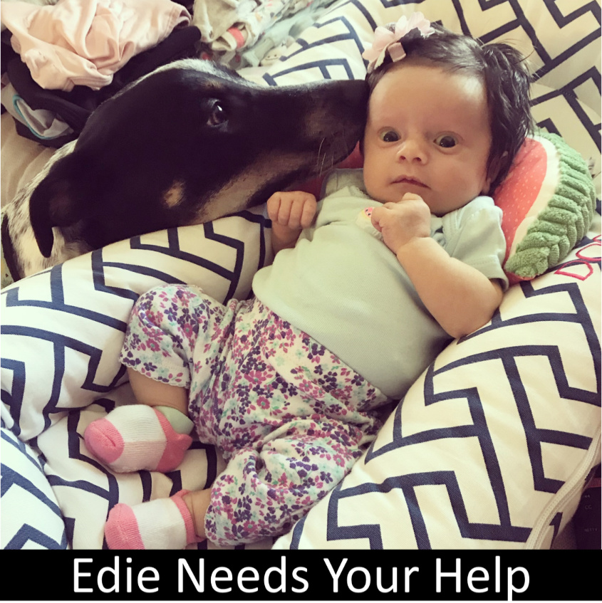 Live Donor Needed - Edie is a 3-month-old in need of a liver transplant
Candidates must be:
* Between the age of 21-30 years old
* Blood type O+/- or A+/-
* Weigh a 100 lbs or less
EdieTheExtraordinary@gmail.com
#CHOP #SaveaLife #redbank #redbanknj #newjersey #savealife