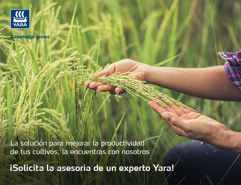 Yara_Ecuador's tweet photo. La asesoría desde el primer momento la encontrará con nosotros🌱 Expertos en todas las etapas de su cultivo le dirán cuál es la solución ideal para su producción. 

https://t.co/5G3ztWUOu4 https://t.co/KESSieoLq3