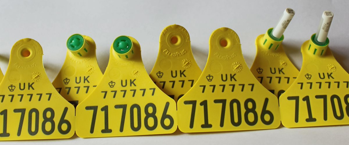 NordicStarTags's tweet photo. New reduced price for NMR customers buying DEFRA pairs of BVD tag and test ear tags - £4.75, including test and prepaid envelopes for the tissue vials to the lab. #TeamDairy #CattleTags https://t.co/CuiBjQjmjn
