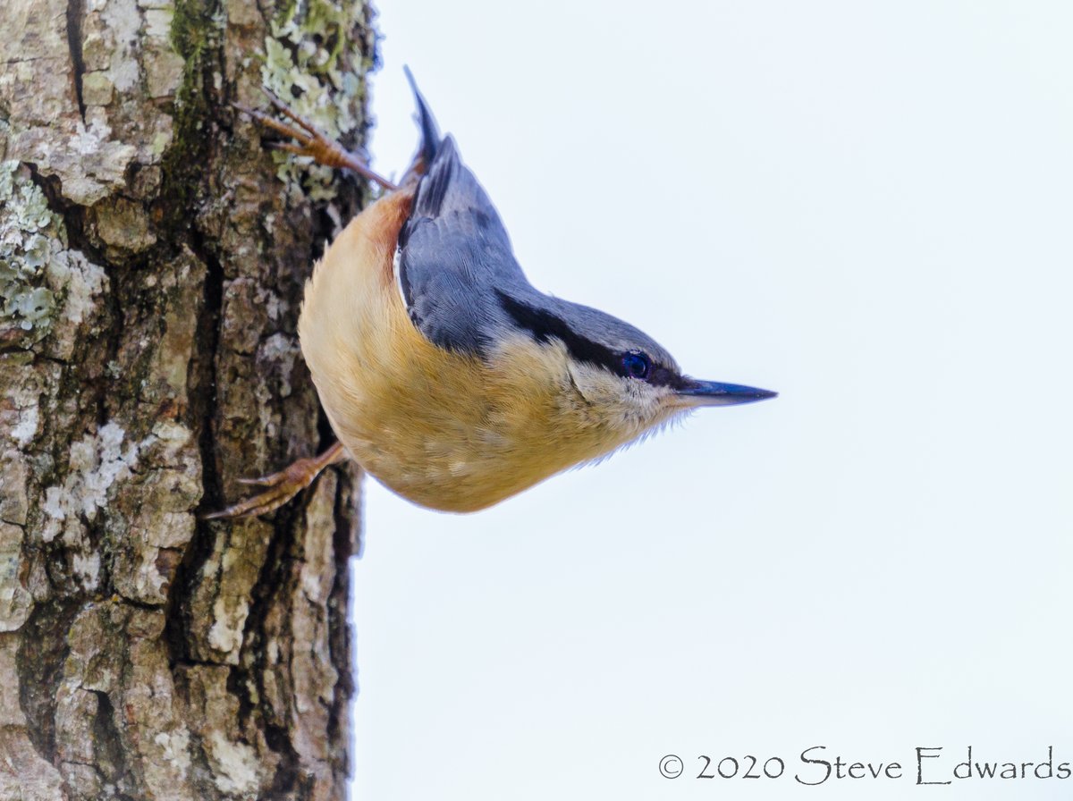 A perfectly posed passerine... Sitta Europaea: 
The Nuthatch

'Chase The Light - Meter The Light - Shoot The Light'

@RSPBExeEstuary @RSPBEngland @RSPBbirders @Natures_Voice @BirdWatchingMag @wildeastdevon  @BirdLife_News #CanonUK #mifsuds #lenscoat #AShutteredLife  #benbo