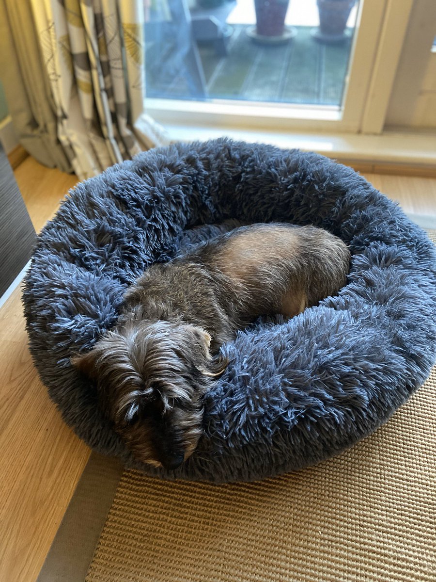 ColonelDigby's tweet photo. Snuggling into my new #snugglebed https://t.co/I8PjVsjMG0