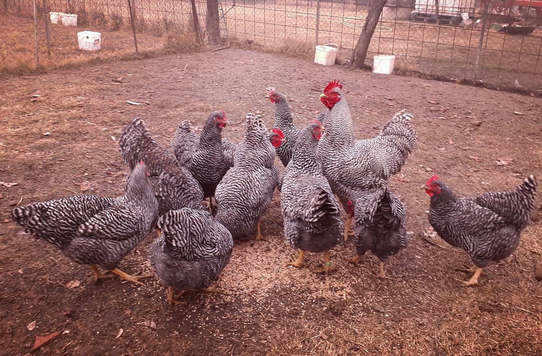 Pulatkosov's tweet photo. #amrock #amrockchickens #pulatkosov #chickens #chickenskosovo #chickenskosovo https://t.co/FTWDypL1d0