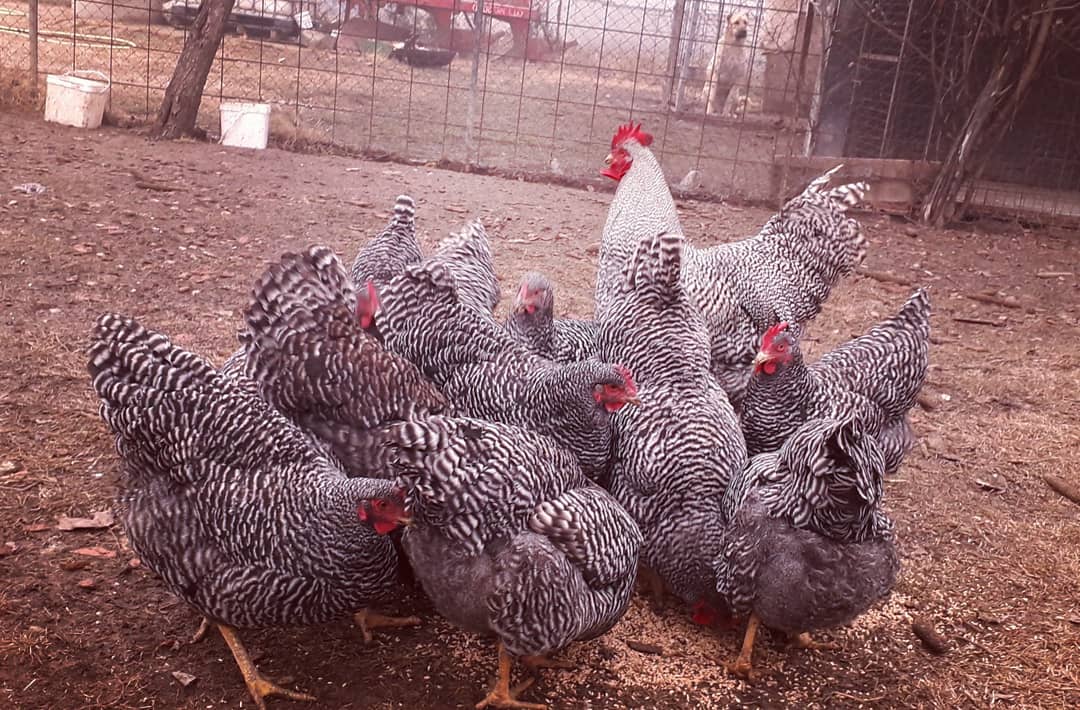 Pulatkosov's tweet photo. #amrock #amrockchickens #pulatkosov #chickens #chickenskosovo #chickenskosovo https://t.co/FTWDypL1d0