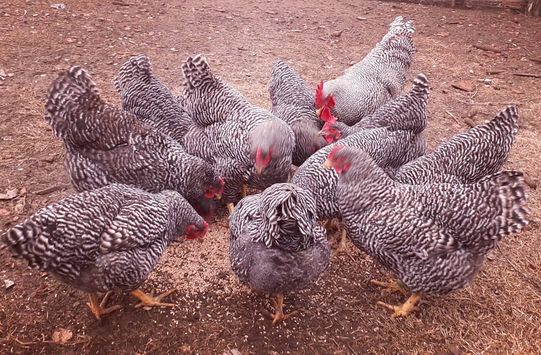Pulatkosov's tweet photo. #amrock #amrockchickens #pulatkosov #chickens #chickenskosovo #chickenskosovo https://t.co/FTWDypL1d0