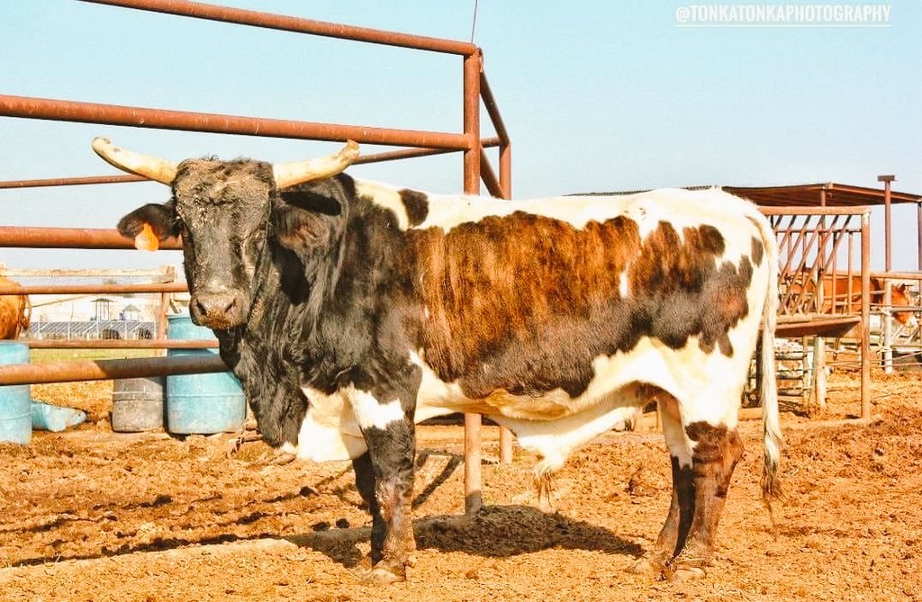 chewcoffeedip's tweet photo. This ain't you're Typical Buckin' BULL 💪🤠👍
He looks like the Perfect Cup of Coffee
with Sugar &amp; Creamer
Awesome Picture on
FACEBOOK by 
@TINOCOBROS 
Give them a FOLLOW https://t.co/aGhAu01ieH
👉 🐂🐂🐂🐂🐂 👈
#FridayMotivation https://t.co/garwAKCvyA