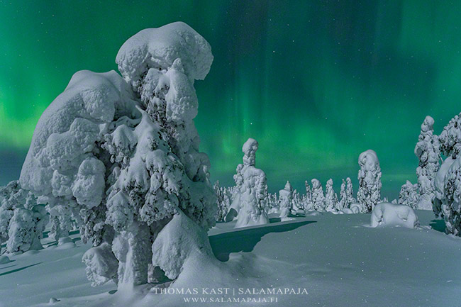 ThomasKast1's tweet photo. During winter you never know what kind of snow creatures you might meet ❄️🌲 This year's 'Lapland Winter Paradise' photo tour will start, hopefully we'll meet some of these📷 Tour page: https://t.co/Z12vbZ0iFO
#salamapaja_tours #auroraborealis #winter #finland #lapland https://t.co/zs7DuuB4b8