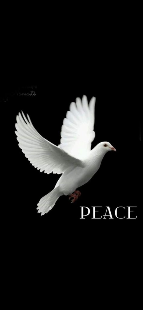 Assis Mendy (@assismendy) on Twitter photo 