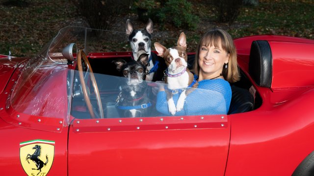 BarkBustersWSW's tweet image. Do you love #bostonterriers? You're not alone! Here's 10 more reasons to love them (you probably have 20 of your own!).
barkbusters.com/news/Love_Bost…