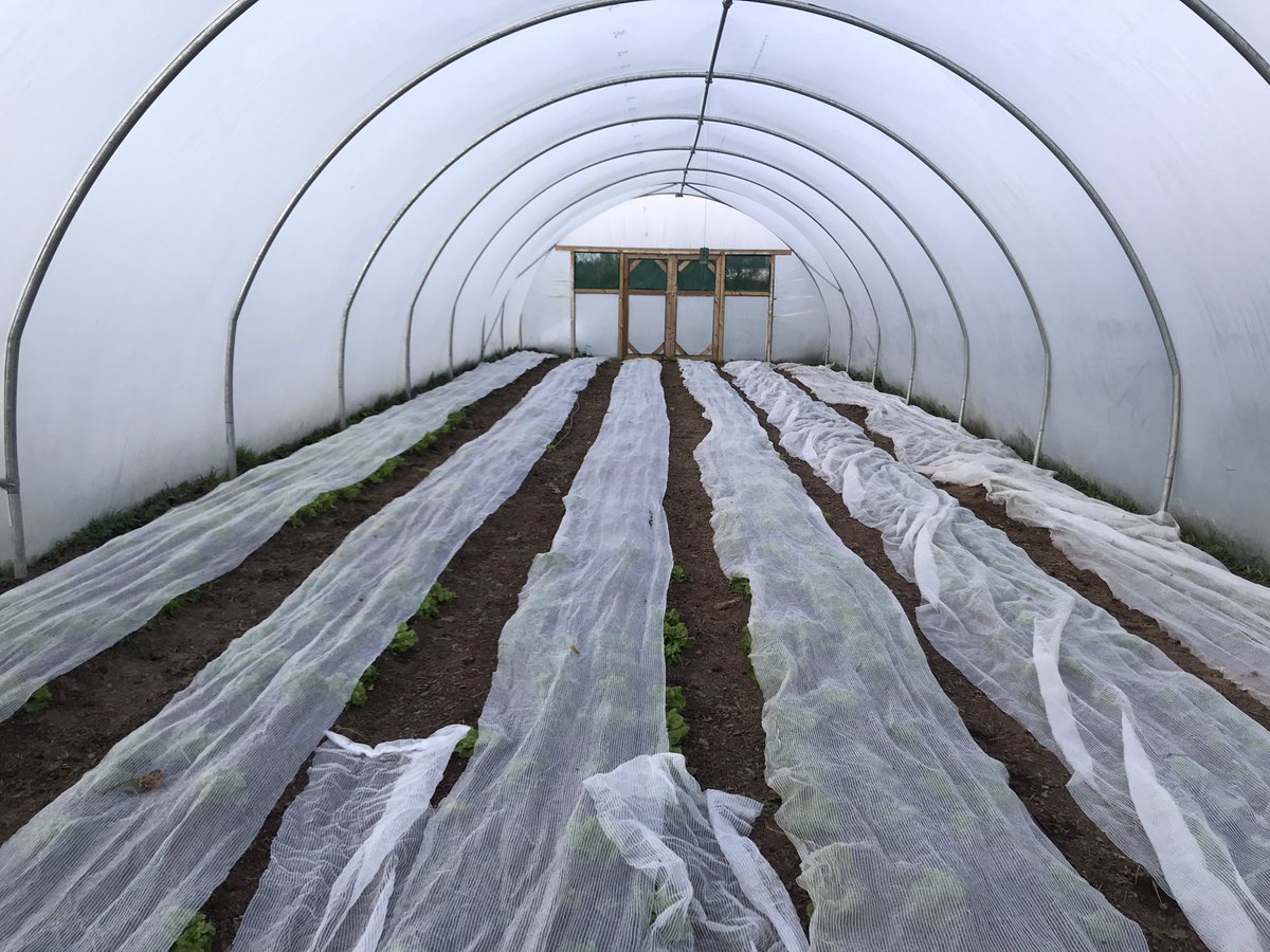 We’ve tucked our precious salad leaves given the cold night they have in store.