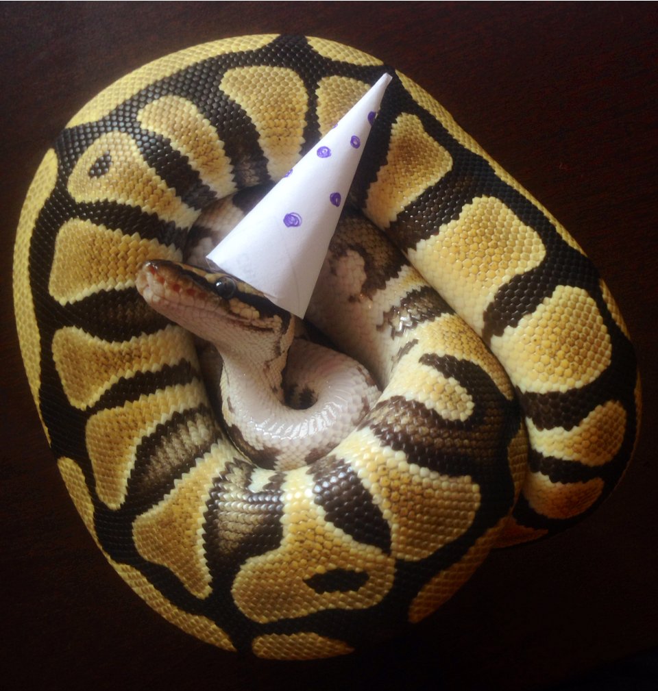 cute ball python with hat