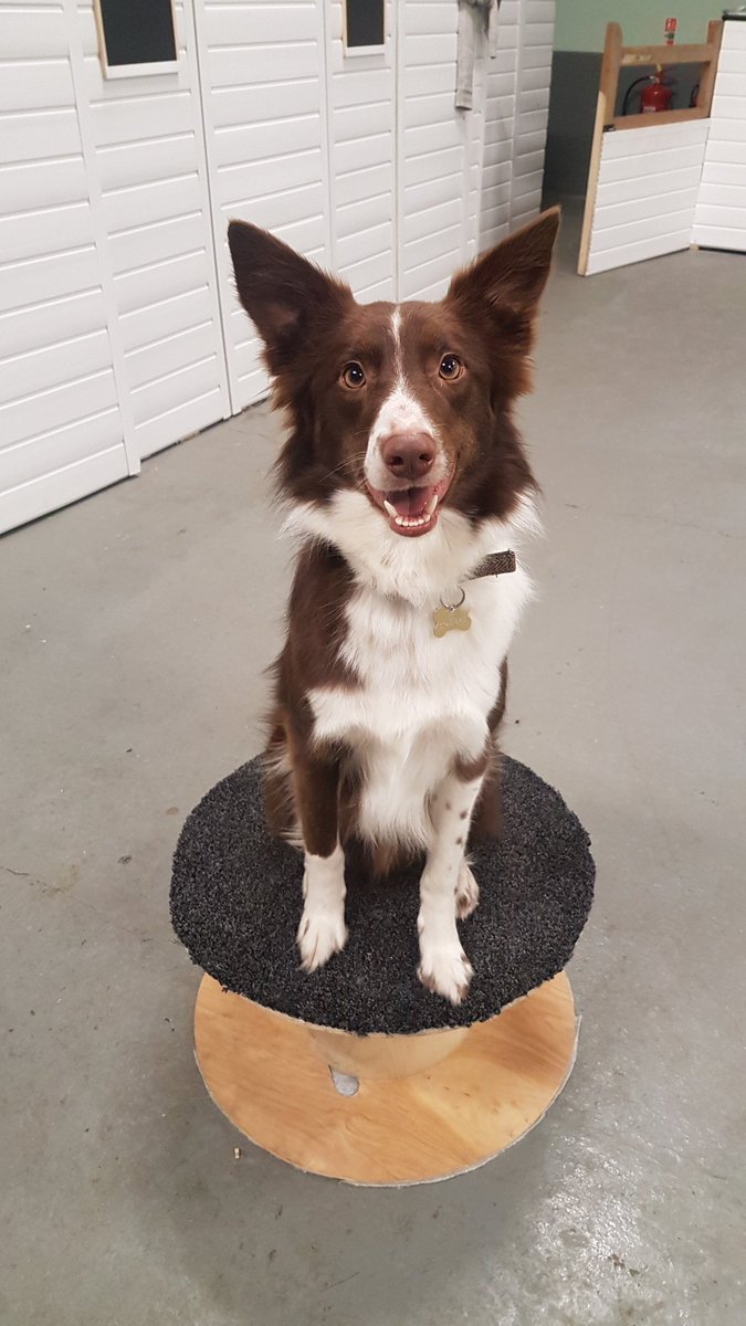 Tessmoss's tweet photo. 😍 Benjamin #bordercollie #redcollie https://t.co/wbWrV9LMvt