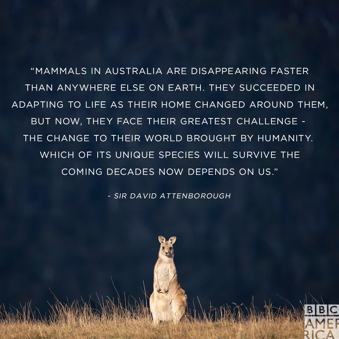 BBC America tweet media