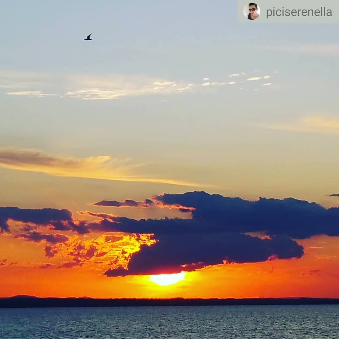 Isola Polvese tweet media