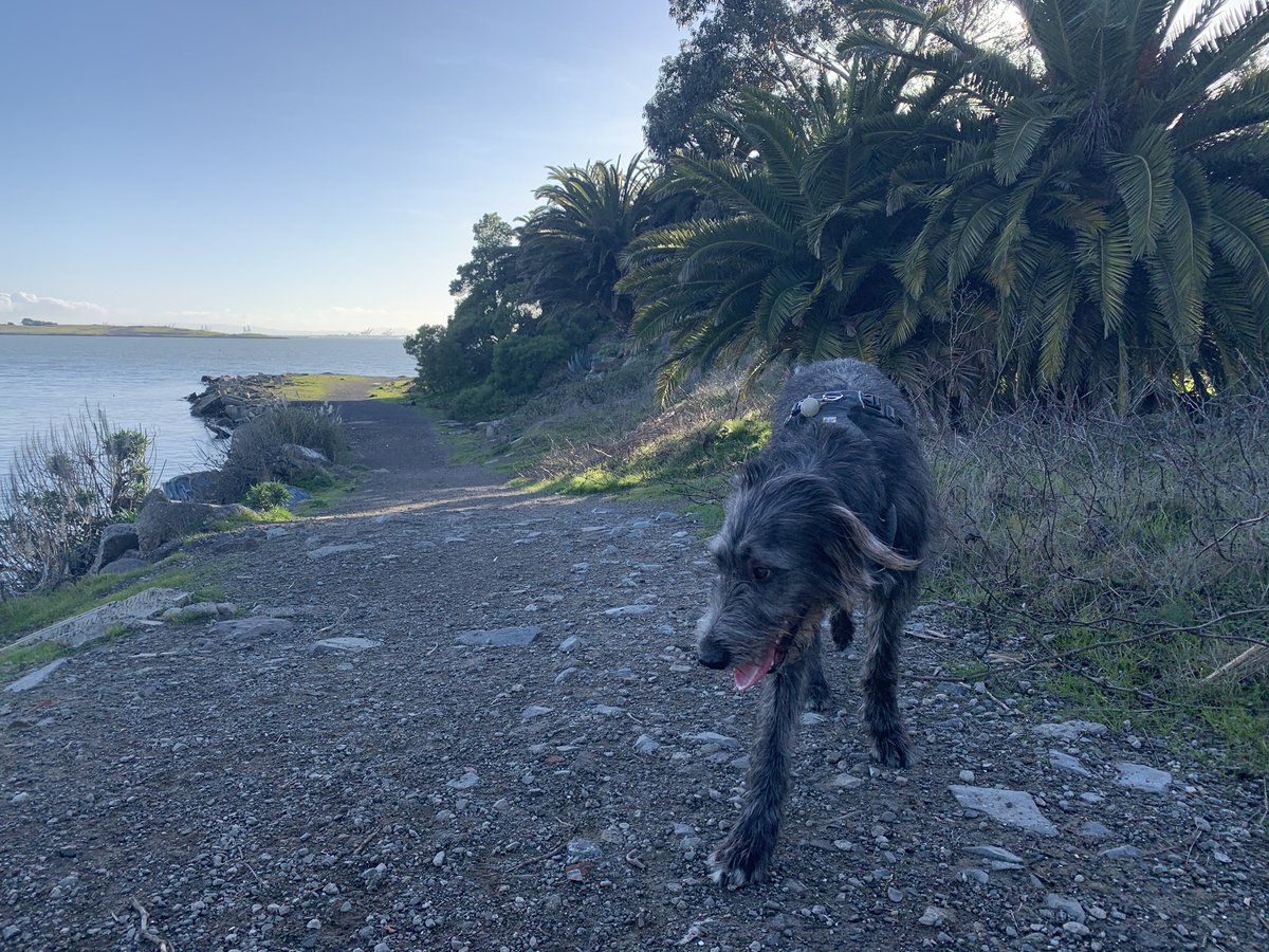 a large black wolfhound puppy standing on a broken concrete and gravel trail lined with stout palms next to a large body of water