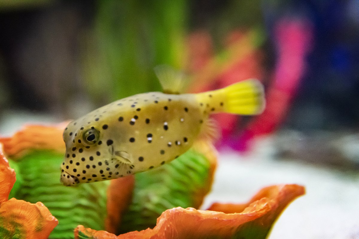 RipleysAquaCA's tweet image. While spending most of its life on the reef, the yellow boxfish will eat small invertebrates, crustaceans, and sponges, when it&apos;s not grazing algae. 

It will also use its puckered lips to blow water on coral and sand to find any prey that&apos;s hiding. #FeaturedFishFriday #boxfish