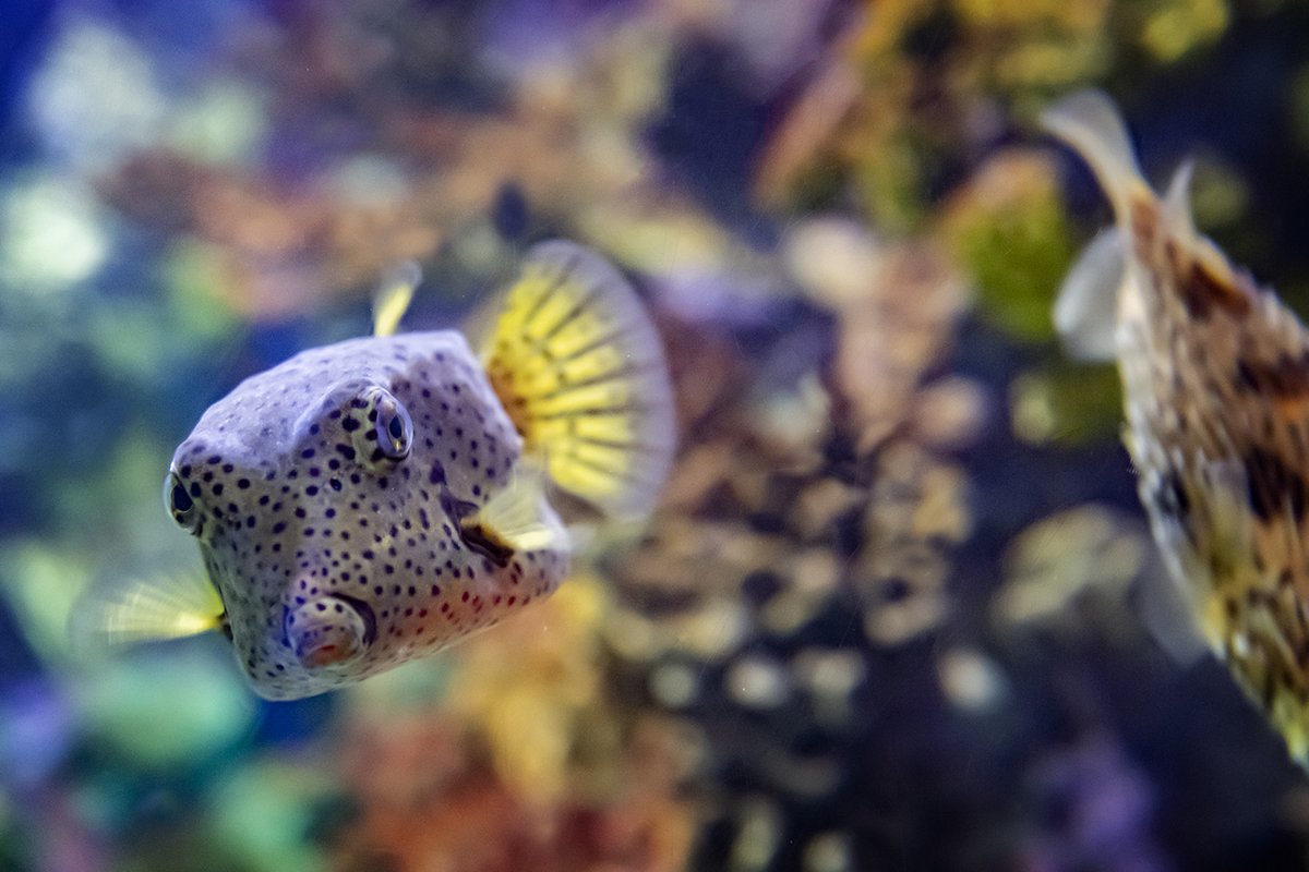 RipleysAquaCA's tweet image. While spending most of its life on the reef, the yellow boxfish will eat small invertebrates, crustaceans, and sponges, when it&apos;s not grazing algae. 

It will also use its puckered lips to blow water on coral and sand to find any prey that&apos;s hiding. #FeaturedFishFriday #boxfish
